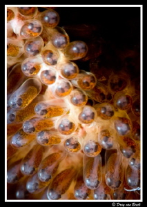 Anemone fish eggs. A little closer. by Dray Van Beeck 